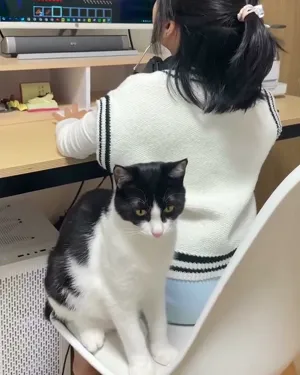 A child, seen from behind, sitting at a computer with a cat